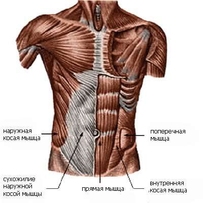 Анатомия мышц под кожей живота.